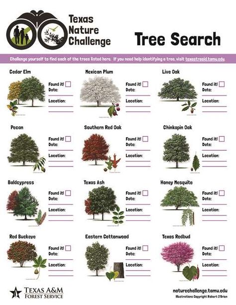 *How to ID Trees of Texas* The Texas A&M Forest Service Tree Identification website can help you learn to observe a tree's leaves, structures and shapes.  With these characteristics, you can identify your tree. And by exploring the links, you can understand more about how trees grow and where. Use this tool to help you get outside and discover the many trees that call this great state home.  #arbor #trees #Texas Oklahoma Trees, Tree Identification Chart, Farm Picnic, Texas Forest, Tree Leaf Identification, Palm Tree Types, Texas Trees, Nature Printables, Native Plant Landscape