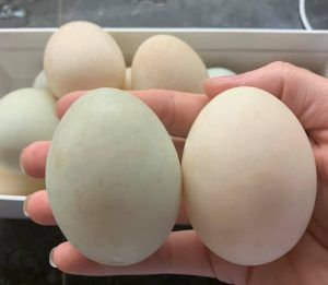 Indian Runner Duck Eggs, Indian Runner Ducks House, Runner Ducks Coop, Farm Ducks, Survival Homestead, Indian Runner Ducks, Duck Things, Duck Care, Chick Brooder