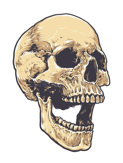 How To Draw Skulls, Skull Vector Art, Evil Head, Rock Skeleton, Skull Anatomy, Skull Reference, Fall Drawings, Head Background, Skull Art Drawing