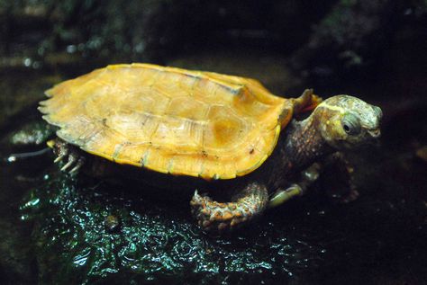 Black-breasted Leaf Turtle Black Knobbed Map Turtle, Mississippi Map Turtle, Golden Coin Turtle, Cyprus Turtles, Tennessee Aquarium, Tennessee, Animals, Black