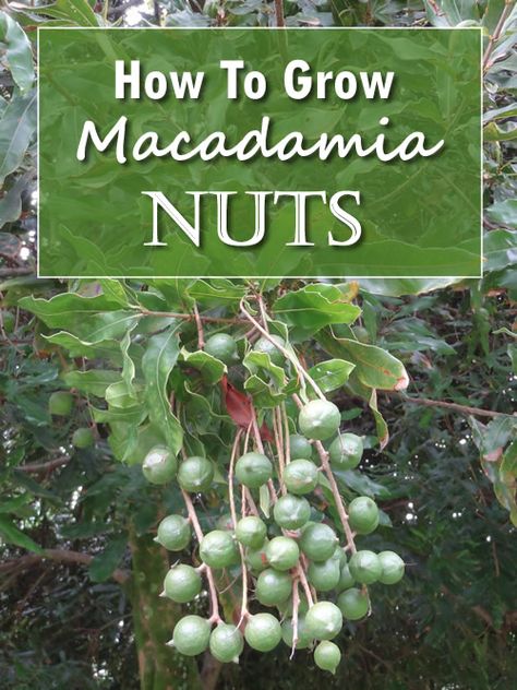 Agricultural Anarchy, Macadamia Nut Tree, Nutmeg Tree, Growing Peanuts, Farm Orchard, Homestead Lifestyle, Nut Trees, Growing Fruit Trees, Survival Gardening