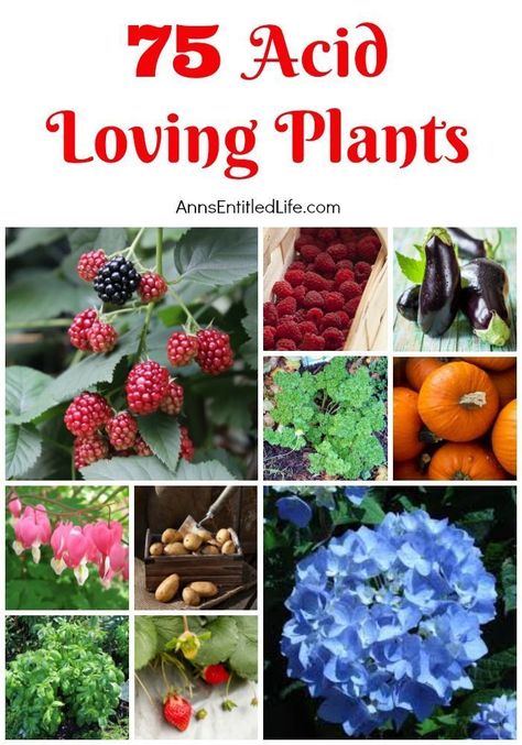 75 Acid Loving Plants. If you have acidic soil, you need plants that flourish within an acid soil environment. Flowers, vegetables, shrubs, and trees all have specific soil needs; these 75 acid loving plants are great choices for your gardening and landscaping needs. Acidic Soil, Acid Loving Plants, Trendy Plants, Smart Garden, Garden Shrubs, Landscaping Tips, Planting Vegetables, Shade Plants, Flowers Garden