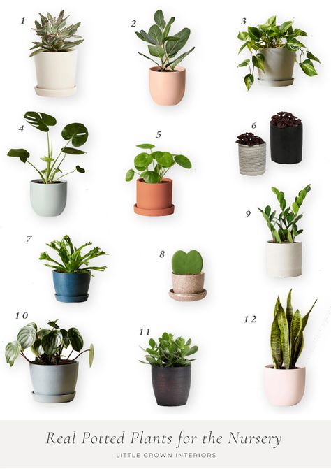 Potted Plants Plants For Nursery, Low Maintenance House Plants, Nursery Design Board, Nursery Interior Design, Nursery Interior, Modern Pot, Cheese Plant, Kids Room Inspiration, Jade Plants