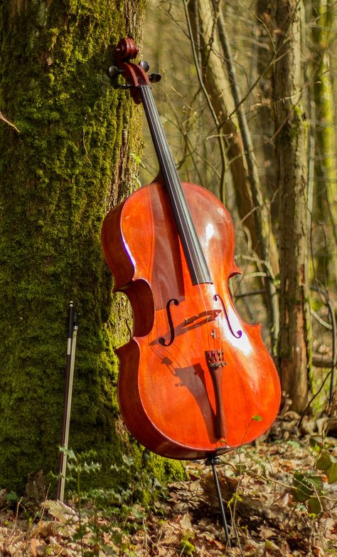 https://flic.kr/p/GjzP3E | cello 3 Cello Photo, Jazz Music Art, Cello Art, Cello Photography, Basset Puppies, Growing Vines, Music Jokes, Goth Wallpaper, Music Festival Poster