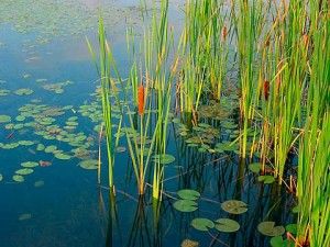 Find amazing ways to get rid of cattails and make your water property more clean and beautiful. Visit this link and find effective ways on how to control cattails. Floating Pond Plants, Bog Plants, Living Pool, Pond Life, Floating Plants, Pond Plants, Fish Ponds, Garden Pond, Cat Tail