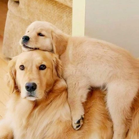 Perros Golden Retriever, Golden Puppy, Golden Bear, Golden Retriever Puppy, Retriever Puppy, Baby Puppies, Golden Retrievers, Beautiful Dogs, 귀여운 동물