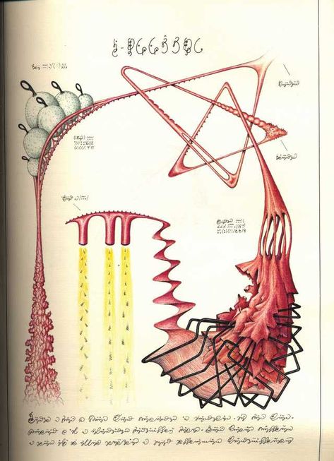 Codex Seraphinianus Illustrations, Codex Seraphinianus Book, Luigi Serafini, Codex Gigas, Codex Seraphinianus, Voynich Manuscript, Bizarre Books, Natural Form Art, Psy Art