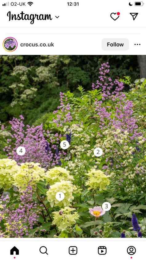 Hydrangea Garden, Hydrangea Paniculata, Border Plants, Anemone Flower, Skyfall, Garden Borders, Plant Combinations, White Hydrangea, Balcony Garden