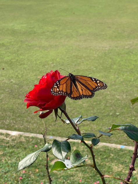 Butterfly On Rose, Art Assessment, Butterfly Monarch, Year Wallpaper, Butterfly Photography, Rose Butterfly, Beautiful Butterfly Photography, Beautiful Photoshoot Ideas, Sea Wallpaper