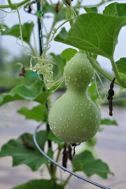 How to grow and harvest gourds. Where to buy gourd seeds. - IDGS Hardening Off Seedlings, Bottle Gourd, Green Fruit, Seasonal Garden, Organic Seeds, Climbing Plants, Planting Seeds, Birdhouse, Gourds