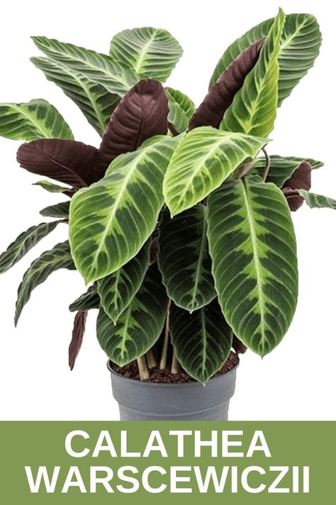 Calatheas are incredible tropical plants with splendidly designed leaves. Calathea warscewiczii is perhaps of the most exceptional assortment, wearing extraordinary smooth two-toned foliage with green tops and burgundy-shaded undersides.#CalatheaWarscewiczii #Calathea #Warscewiczii #CalatheaWarscewicziiCare #gardeninginside #grow #plantforlife #care #propagation #Tips #garden Calathea Warscewiczii, Propagation Tips, Plant Wishlist, Calathea Plant, Garden Help, Plant Aesthetic, Green Tops, Tropical Plants, Plant Decor