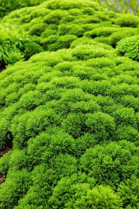 Discover the art of growing Irish moss from seed with our step-by-step guide. Follow our expert tips and learn how to cultivate this beautiful ground cover effortlessly. Whether you're a seasoned gardener or just starting out, growing Irish moss can be a rewarding experience. Create a lush green carpet in your garden by following our simple techniques for sowing and caring for Irish moss seeds. Bring nature's beauty to your outdoor space with this versatile plant that thrives in various conditio Irish Moss Ground Cover, Moss Lawn, Moss Grass, Irish Moss, Moss Garden, Green Carpet, Room With Plants, Wardrobe Inspiration, Seed Starting