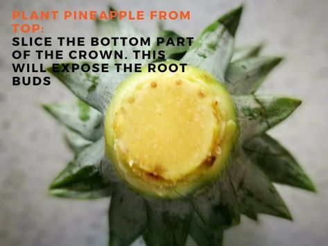 How to Plant and Grow Pineapple Top in 4 Easy Steps (With Photos) | Dengarden Growing Pineapple From Top, Pineapple Plant Care, Grow Pineapple Plant, Plant Pineapple, Grow Pineapple, Plants That Repel Bugs, Pineapple Health Benefits, Pineapple Benefits, Growing Pineapple