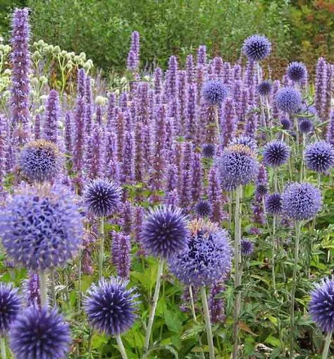 Summer Border, Meadow Garden, Herbaceous Border, Purple Garden, Pollinator Garden, Blue Garden, Flower Spike, Plant Combinations, Garden Designs