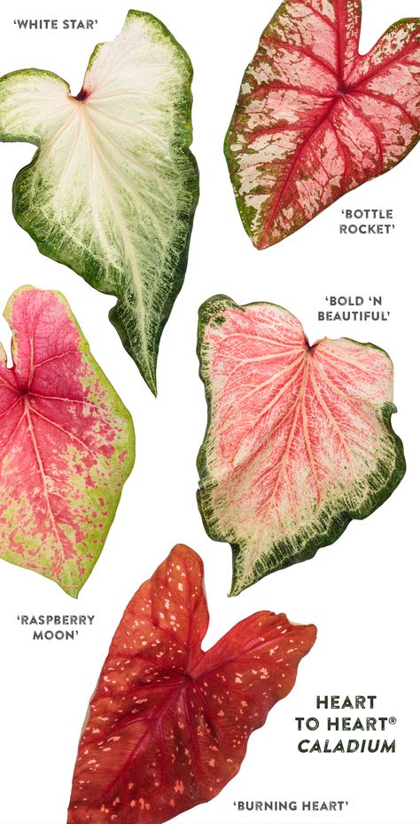 'Heart to Heart Caladiums' large, colorful leaves come in a range of colors and patterns, lending a tropical flair to your garden beds or containers. Plant directly in the ground for a stunning focal point, border or mass planting. Plant in a container alone or as the 'thriller' in a container recipe for shade. Caladiums are also adaptable as houseplants in bright light. All varieties will perform in part shade, but some will grow in full shade or full sun...or even both! Florida Sweetheart Caladium, Caladium Red Flash, Caladium Varieties, Caladium Care, Caladiums Landscaping, Caladium Garden, Shade Annuals, Painted Leaves, Plant Combinations