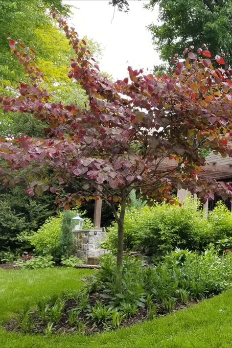 Western Redbud Tree, Forest Pansy Tree, Forest Pansy Redbud Tree, Moody Backyard, Forest Pansy Redbud, Burgundy Garden, Forest Pansy, Woodland Aesthetic, Landscape Renovation