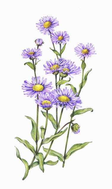 Kid Tattoos, Aster Tattoo, Aster Flower Tattoos, September Flower, September Flowers, Aster Flower, Birth Flower Tattoos, Flower Paintings, Plant Drawing