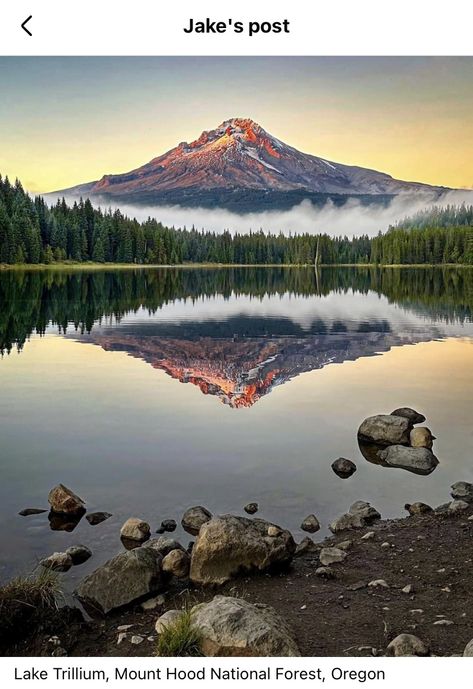 Can Gio Mangrove Forest, Oregon Tattoo, Mount Hood Oregon, Mount Hood National Forest, Forest Oregon, Us National Forests, Trillium Lake, El Yunque National Forest, Electric Forest Festival