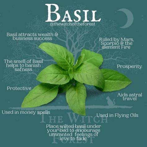 Basil Herb, Magickal Herbs, Witch Herbs, Plant Magic, Magic Herbs, Magical Herbs, Healing Plants, Herbal Healing, Herbal Magic