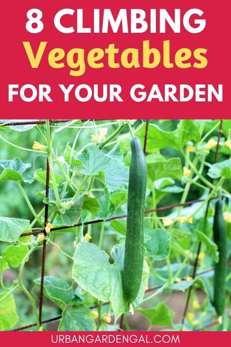 Climbing vegetable plants are ideal for vertical gardens. Here are 8 climbing vegetable vines that will easily grow on a trellis, arbor or fence. Plants On Trellis, Climbing Garden Vegetables, Plants That Grow On Trellis, Garden Vines Trellis, Vine Vegetables, Garden Climbing Plants Trellis Ideas, Plants That Grow Vertically, Trellis Plants Vegetables, Plants Trellis