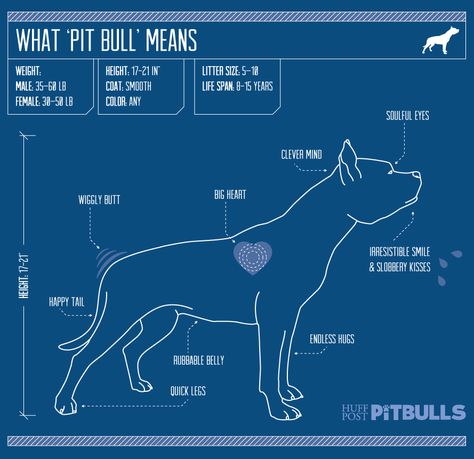 Sugar, Spice And Everything Nice: This Is What A Pit Bull Is Made Of Graphic by Jan Diehm for The Huffington Post Animal Infographic, Pitt Bulls, Nanny Dog, Pitt Bull, Dog Essentials, Pitbull Mom, Bully Dog, Animal Advocacy, Pit Bull Love