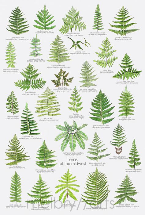 Ferns by Melissa Bryant Types Of Fern Plants, Plant Leaf Identification, Leaf Identification, Types Of Ferns, Prairie Planting, Woodland Plants, Earth Gift, Plant Fungus, Colored Pencil Drawing