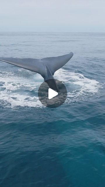 Clinton Kyle Christensen on Instagram: "Blue Whale Tail
🎥: @Bluelifewild 
Another amazing extended trip today aboard @gonewhalewatching with over 50 blues gorging themselves on tons and tons of krill! When the krill is deep, these whales take in a deep breath and head straight down. Flukes up 🐋. Happy hunting to the true largest predator on Earth.
The oceans are worth protecting." Largest Whale, Whale Tail, Animal Facts, Blue Whale, Deep Breath, Natural Phenomena, Whales, On Earth, Over 50