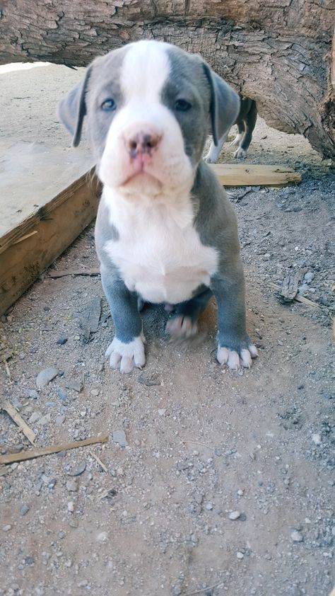 6 weeks old male puppy blue nose. Aggressive Pitbull, Black Pitbull Puppies, Pit Bull Puppies Blue, Female Pitbull, Blue Nose Pitbull Puppies, African American Figurines, Blue Pitbull, Black Pitbull, Medicine Snaps