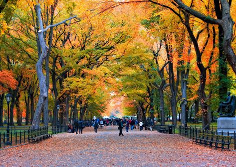 Walk in the Park Best Place To Travel, Central Park Fall, New York City Central Park, Place To Travel, Autumn In New York, New York Photos, Park Photos, New Energy, Best Places To Travel