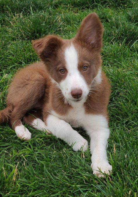 Red Border Collie Aesthetic, Brown Border Collie Puppy, Miniature Border Collie, Brown Border Collie, Pizza Pillow, Red Border Collie, Dream Pet, Border Collie Mix, Border Collie Puppies