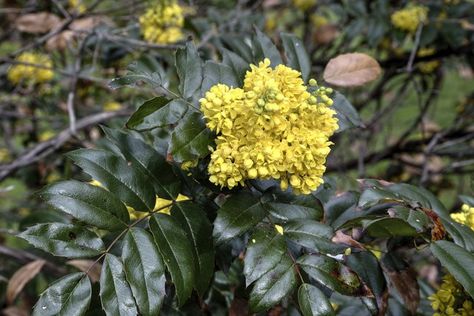 Berberine Benefits, Lowering Cholesterol, Healthier Habits, Polycystic Ovaries, Health Routine, Natural Healing Remedies, Insulin Resistance, Cholesterol Levels, Lower Cholesterol