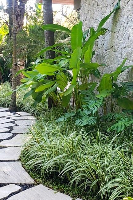 Sustainable Planting Techniques in Modern Landscapes Naturalistic Planting Design, Tropical Foliage Plants, Tropical Pathway, Sustainable Planting, Landscape Around Trees, Modern Tropical Garden, Corridor Garden, Modern Planting, Planting Techniques