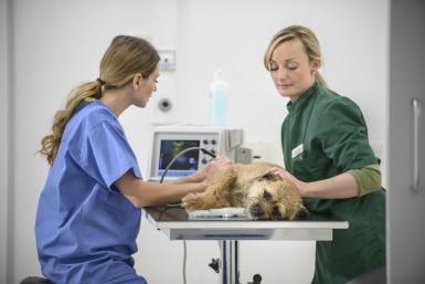 Veterinary Technician Week, Veterinary Surgeon, Job Interview Outfit, Veterinary Assistant, Vet Clinic, Tech Job, Veterinary Technician, Vet Clinics, Veterinary Hospital