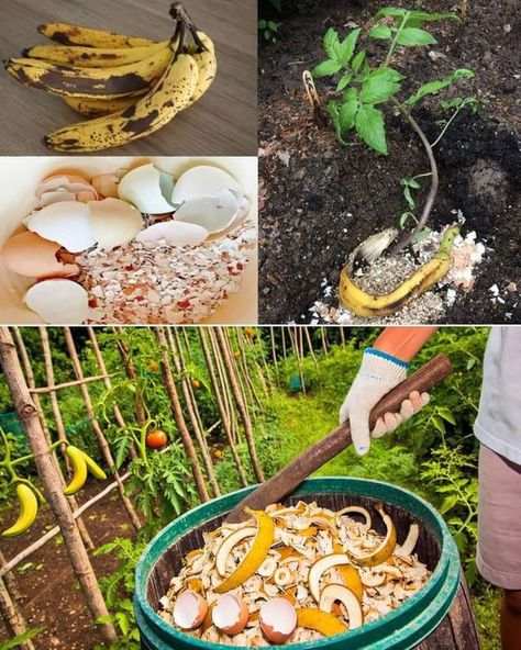 Fertilizer For Tomatoes, Homemade Plant Fertilizer, Tomato Fertilizer, Banana Peels, Banana Peel, Fertilizer For Plants, Creative Gardening, Coffee Grounds, Better Homes And Gardens