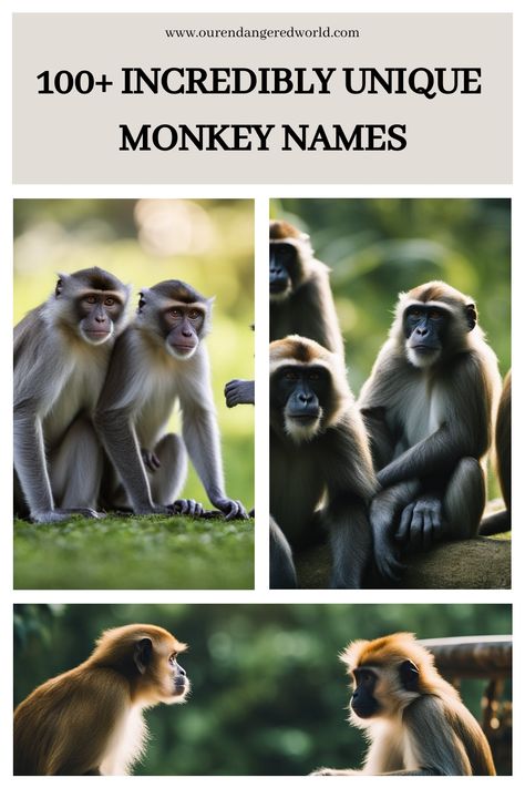 100+ Incredibly Unique Monkey Names Monkey Names, Types Of Monkeys, Capuchin Monkey, Funny Monkey, Monkey Pictures, Pet Monkey, A Monkey, Monkeys Funny, Curious George