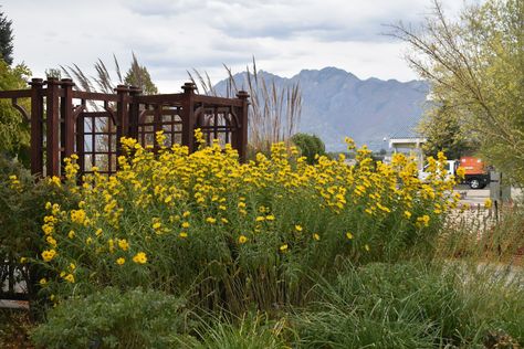 Garden Shapes, Maximilian Sunflower, Waterwise Landscaping, Utah Landscape, West Jordan Utah, Desert Style, Desert Fashion, Cottage Gardens, Garden Park