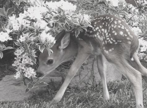 Deer Girl, Fawns Deer, Lana Del Rey Songs, Angel Aesthetic, Oh Deer, Silly Animals, Blogger Girl, Animal Photo, Cute Little Animals