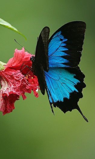 Ulysses Butterfly by Greg Miles @ Flickr Butterfly Facts For Kids, Ulysses Butterfly, Butterfly Facts, Types Of Butterflies, Butterflies Flying, Beautiful Bugs, Flying Insects, Facts For Kids, Butterfly Pictures