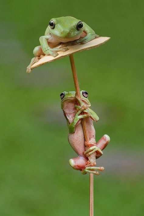 Frog Friends, Green Frogs, Frog Pictures, Friend Funny, Funny Frogs, Hee Hee, Frog And Toad, Tree Frogs, Cute Frogs