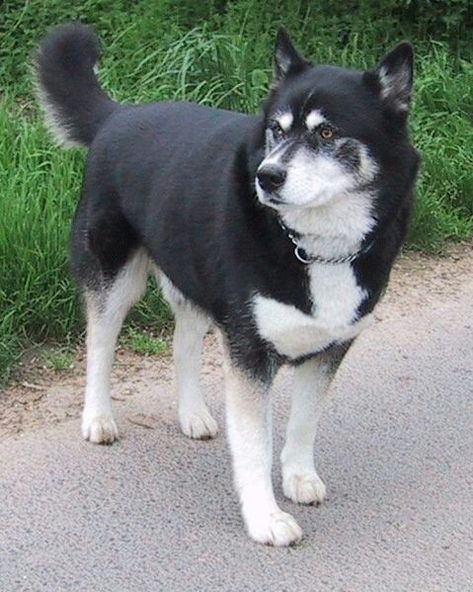 Husky Inu  (Shiba Inu & Siberian Husky mix) Sakhalin Husky, Siberian Husky Training, German Shepherd Husky Mix, Siberian Husky Mix, Organic Dog Food, White Husky, Hybrid Dogs, Husky Mix, Interactive Dog Toys