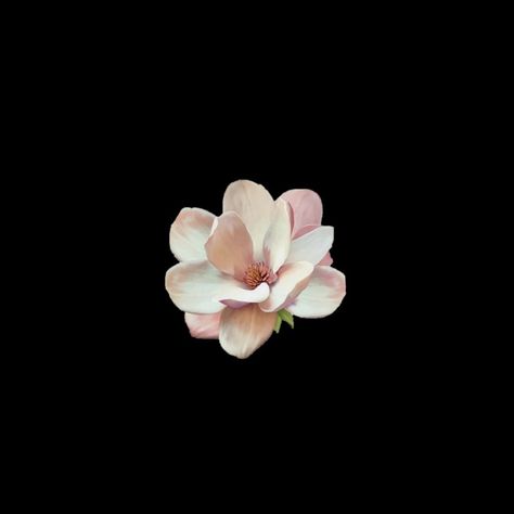 Magnolia Flowers Wallpaper, Flower Png Black Background, Magnolia Flower Aesthetic, Magnolia Flower Wallpaper, Flor Wallpaper, Magnolia Aesthetic, Magnolia Background, Flower Pfp, Flower Widget