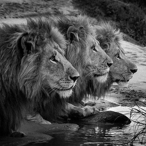 Pure Instinct, Brothers Photography, The Lion Sleeps Tonight, Lion Photography, Lion And Lioness, Black Lion, King Of The Jungle, Three Brothers, Wildlife Photos