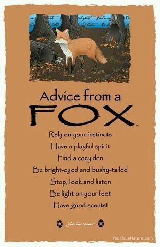 Funny Sayings And Quotes, Good Scents, Fox Quotes, Spirit Animal Meaning, Spirit Animal Totem, Sayings And Quotes, Cozy Den, Animal Spirit Guides, Animal Medicine