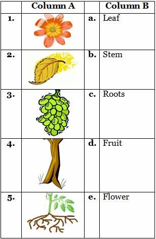 Image result for types of plants worksheet Class Ukg Science Worksheet, Uses Of Plants Worksheet, Types Of Plants Worksheet, Parts Of A Plant Worksheet, Free Science Worksheets, Plants Kindergarten, Plant Lessons, Plants Worksheets, Worksheets For Class 1