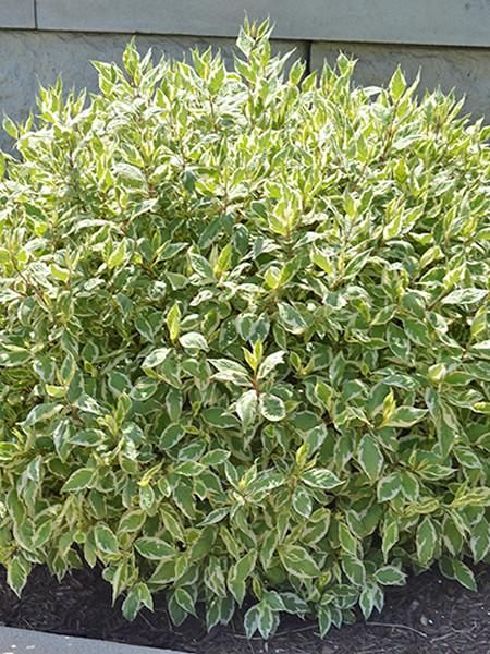 Dogwood - Ivory Halo - 2 Gallon - Calgary Plants @ Aspen Crossing Modern Front Landscape, Outdoor Flowers Landscaping, Gardenia Hedge, Entry Plants, Halo Dogwood, Ivory Halo Dogwood, Cheap Landscaping Ideas For Front Yard, Cornus Alba, Flower Garden Landscaping