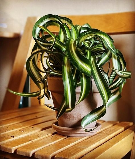 Curly Spider Plant Care | Growing Chlorophytum Bonnie | Balcony Garden Web Spider Plant Benefits, Curly Spider Plant, Snake Plant Decor, Spider Plant Care, Wandering Jew Plant, Climber Plants, Courtyard Ideas, Foliar Spray, Plant Care Tips