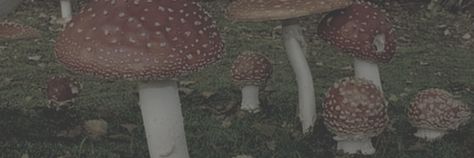 red mushrooms grunge fairycore goblincore weirdcore aesthetic forest twitter header Fairy Grunge Aesthetic Banner, Mushroom Banner Aesthetic, Fairycore Twitter Banner, Grunge Fairycore Widgets, Fairycore Aesthetic Banner, Mushroom Twitter Header, Forest Banner Aesthetic, Dreamcore Twitter Header, Goblincore Header