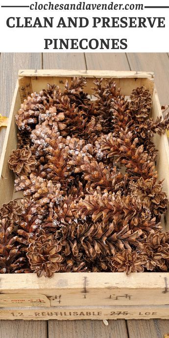 Preserve Pinecones, Sugar Pine Cones, Pine Cone Christmas Decorations, Pinecone Crafts Christmas, Simple Craft Ideas, Sugar Cones, Diy Pinecone, Pinecone Ornaments, Dried Orange Slices