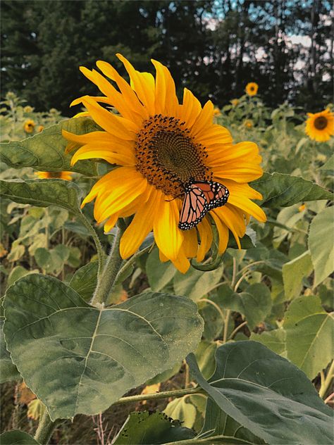 Fall Plants Aesthetic, Harvest Sunflowers, Sunflower Fall Aesthetic, Harvest Sunflower Seeds, Sunflower Cottagecore, Slavic Mythology, Fall Plants, Fall Season, Sunflower