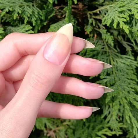 Human Claws, Fairy Wings Aesthetic, Wings Aesthetic, Romantic Vampire, Vampire Nails, Horror Nails, Mens Nails, Sharp Nails, Punk Nails